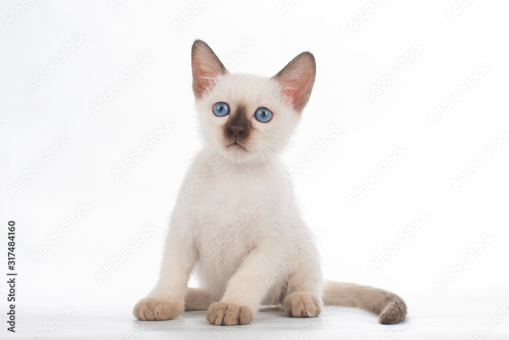 little kitten on white isolated background