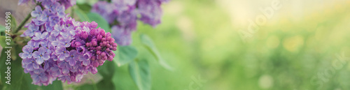 Blossoming tree in spring close-up. Beautiful panoramic image  tinted.