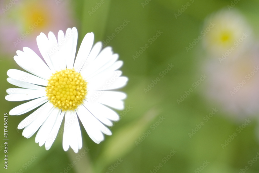 Obraz premium flower