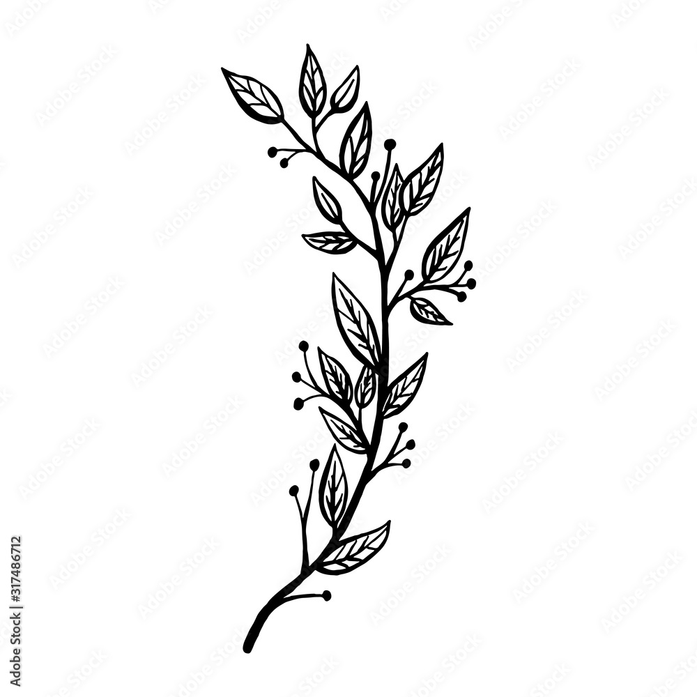 Hand drawn plants and tree branches with leaves. Vector floral silhouettes. Graphic design elements. Black and white botanical illustration. Hand drawn plants and tree branches with leaves. Vector floral silhouettes. Graphic design elements. Black and white botanical illustration.