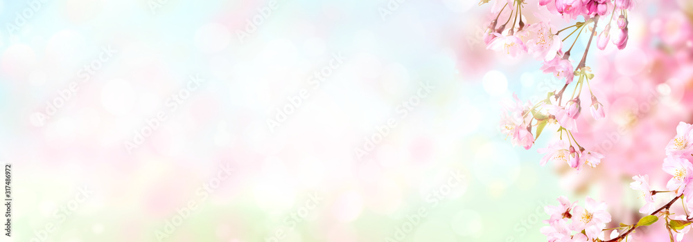 Pink cherry tree blossom flowers blooming in springtime against a natural sunny blurred garden banner background of pale pastel colours.