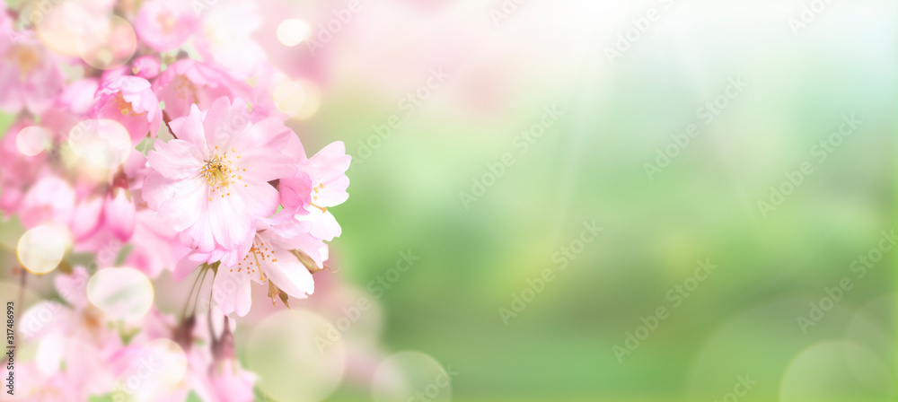 Pink cherry tree blossom flowers blooming in springtime against a natural sunny blurred garden banner background of green and white bokeh.
