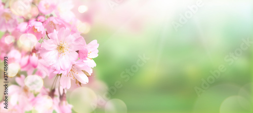 Obraz na płótnie Pink cherry tree blossom flowers blooming in springtime against a natural sunny blurred garden banner background of green and white bokeh. w salonie