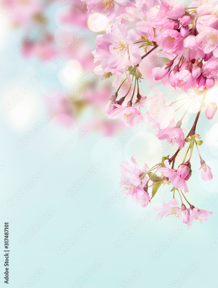 A portrait image of pink cherry tree blossom flowers blooming in springtime against a natural sunny blurred garden background of blue and white bokeh. - obrazy, fototapety, plakaty 