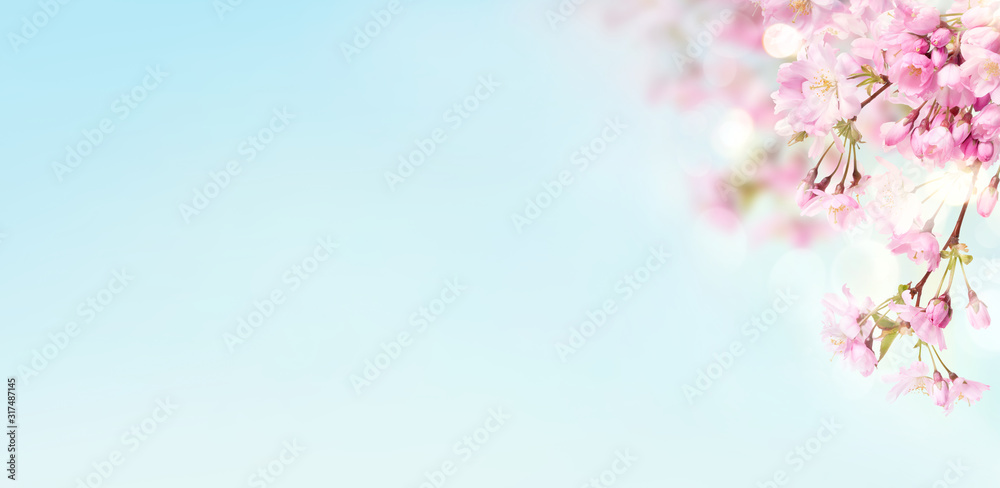 Pink cherry tree blossom flowers blooming in springtime against a natural sunny blurred garden banner background of pale blue.