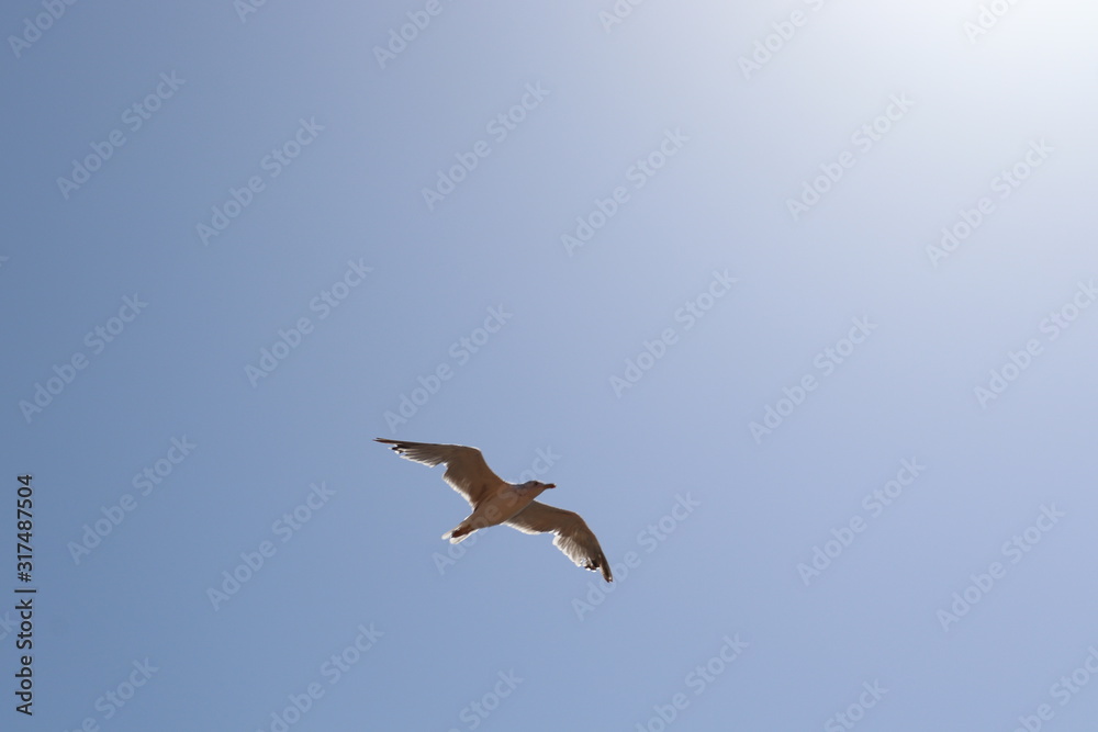 Obraz premium bird on sky