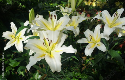 Beautiful white and yellow flower of Oriental Trumpet Lily Luson photo