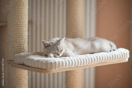 Cuadro en lienzo white burmilla cat lay dawn