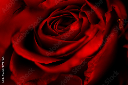 Close up fresh natural rose background flowers romantic love valentine day concept - Red roses flower bouquet on dark background