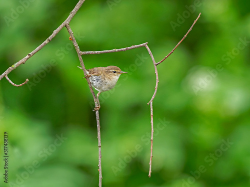 Common Chiffchaff (Phylloscopus collybita) perched on a branch © ihorhvozdetskiy
