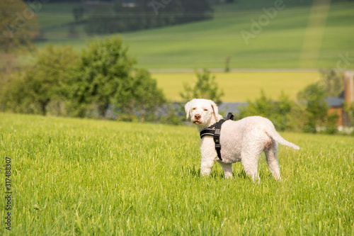 A white italian waterdog in the green field