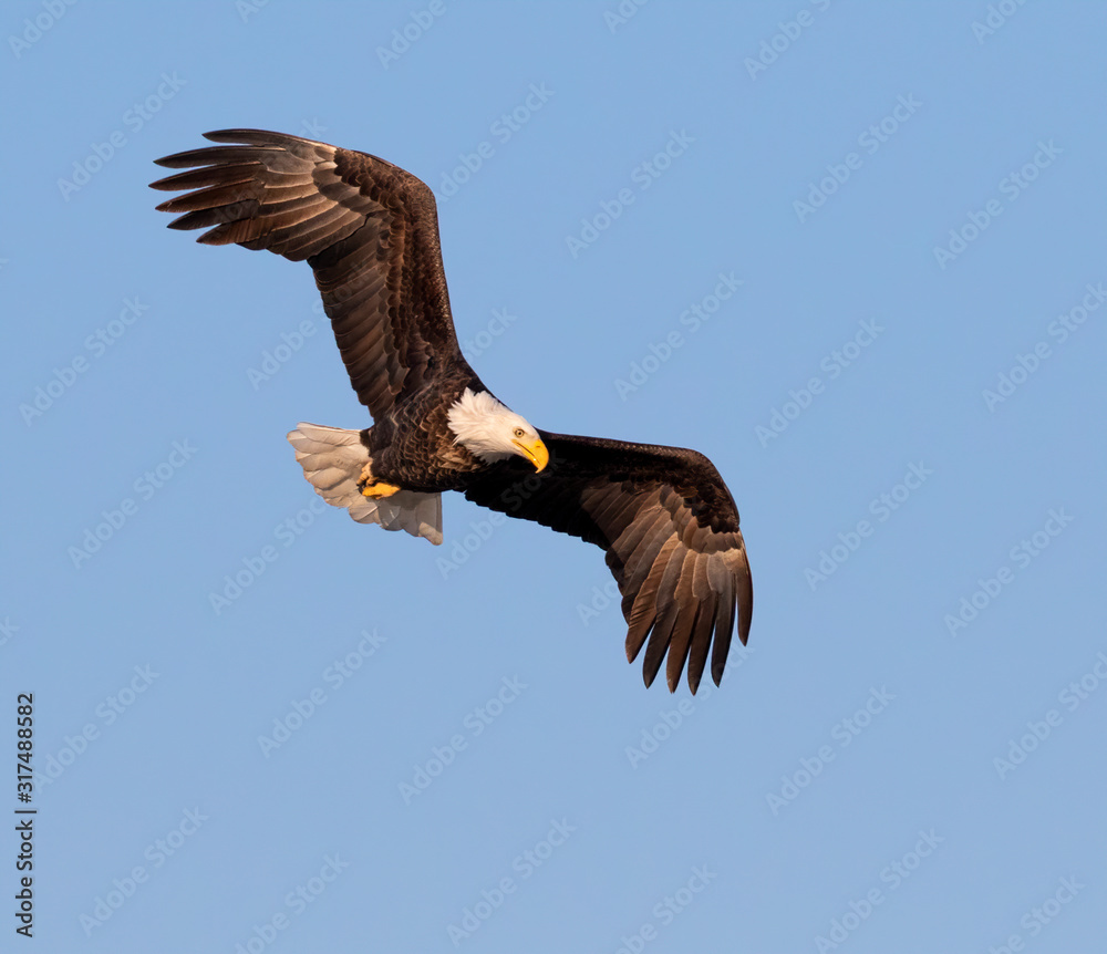 Naklejka premium Bald eagle (Haliaeetus leucocephalus) adult soaring in blue sky, Saylorville, Iowa, USA