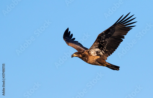 Bald eagle (Haliaeetus leucocephalus) young flying in the blue sky, Saylorville , Iowa, USA