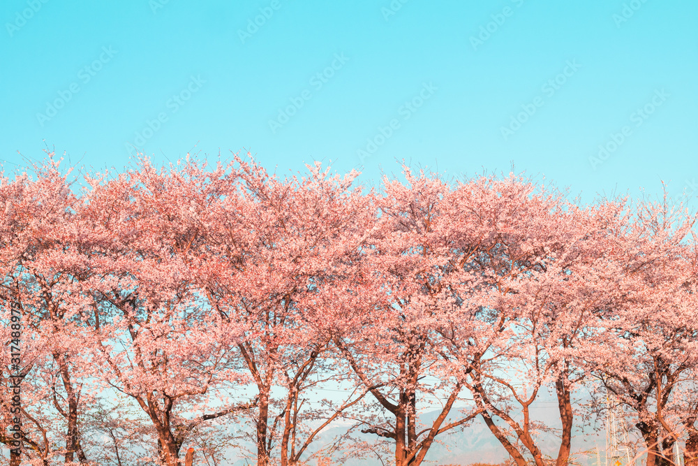 Beautiful cherry blossom or sakura in spring time ,Japan. Beautiful cherry blossom or sakura in spring time ,Japan.