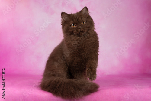british kitten on color isolated background photo