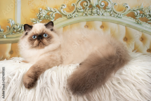 persian cat on the bed