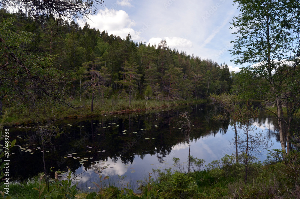 Forest on a summer day in Central Norway Forest on a summer day in Central Norway