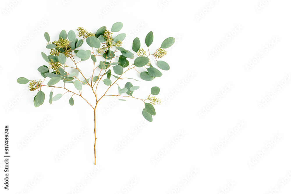 Obraz premium Green eucalyptus branch and leaves with fruits in the form of berries on white background. flat lay, top view. floral concept
