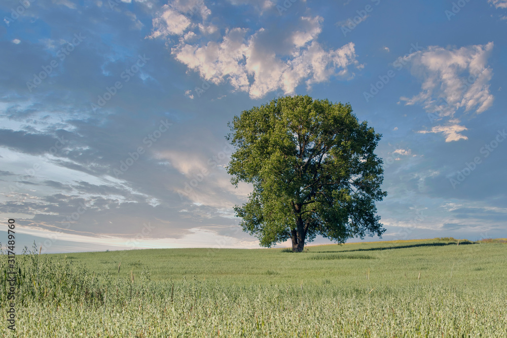 Hot summer day with cereal field ripening, cloudy blue sky and lone standing green tree in the middle of the field at sunset. Hot summer day with cereal field ripening, cloudy blue sky and lone standing green tree in the middle of the field at sunset.