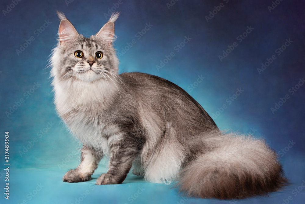 Maine Coon on a blue background isolated