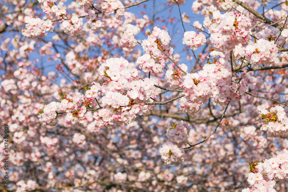 Beautiful cherry blossom trees or sakura blooming spring day. Beautiful cherry blossom trees or sakura blooming spring day.