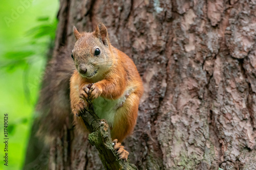 Red Squirrel standing on the branch of a tree in a forest. The red squirrel or Eurasian red squirrel (Sciurus vulgaris) is a species of tree squirrel in the genus Sciurus common throughout Eurasia.  © ihorhvozdetskiy