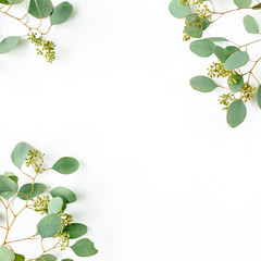 Frame borders made of eucalyptus leaves with fruits in the form of berries on white background. Flat lay, top view. floral concept