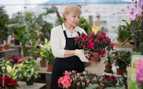 Adult woman is pruning blooming flowers on her work place © JackF
