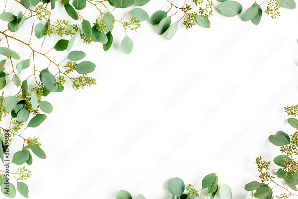 Frame borders made of eucalyptus populus leaves with fruits in the form of berries on white background. Flat lay, top view. floral concept Frame borders made of eucalyptus populus leaves with fruits in the form of berries on white background. Flat lay, top view. floral concept