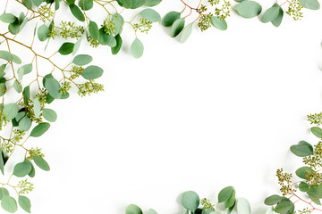 Frame borders made of eucalyptus populus leaves with fruits in the form of berries on white background. Flat lay, top view. floral concept