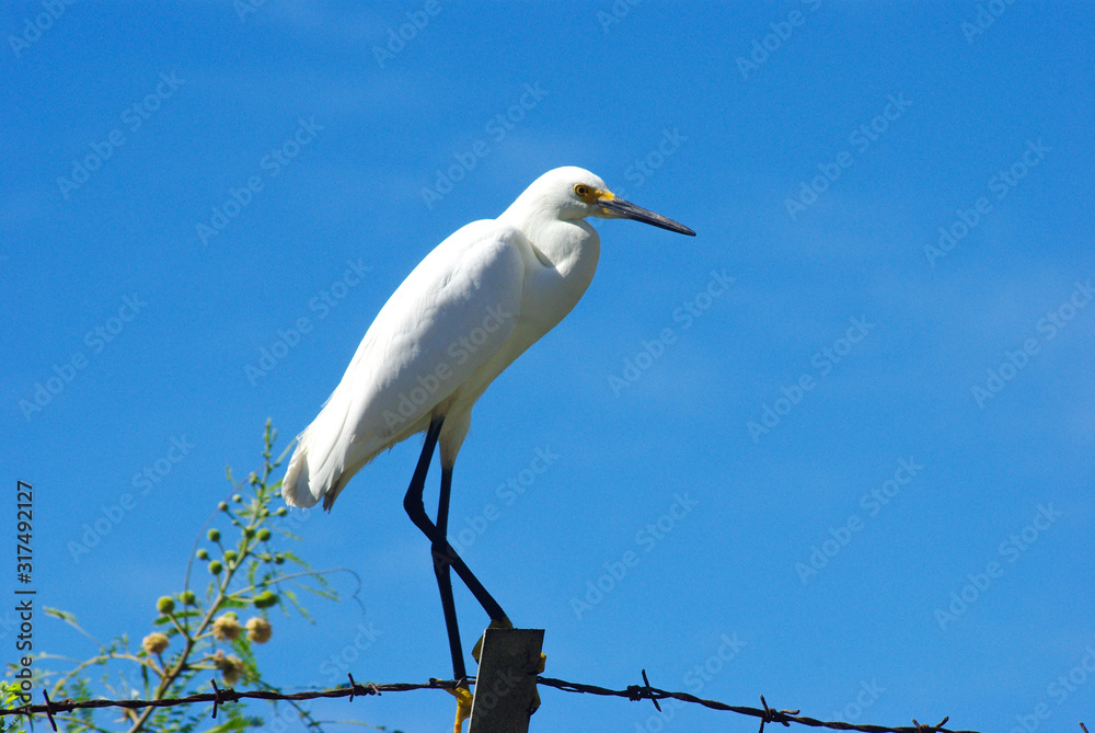 White heron seating on the wooden fence White heron seating on the wooden fence