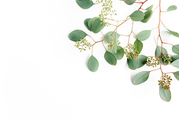 Leaves eucalyptus frame borders, with fruits in the form of berries on white background with empty space for text. Flat lay, top view. floral concept