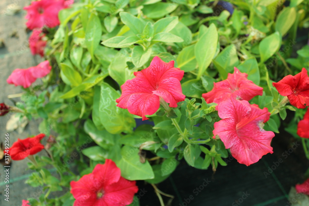 Petunia flower