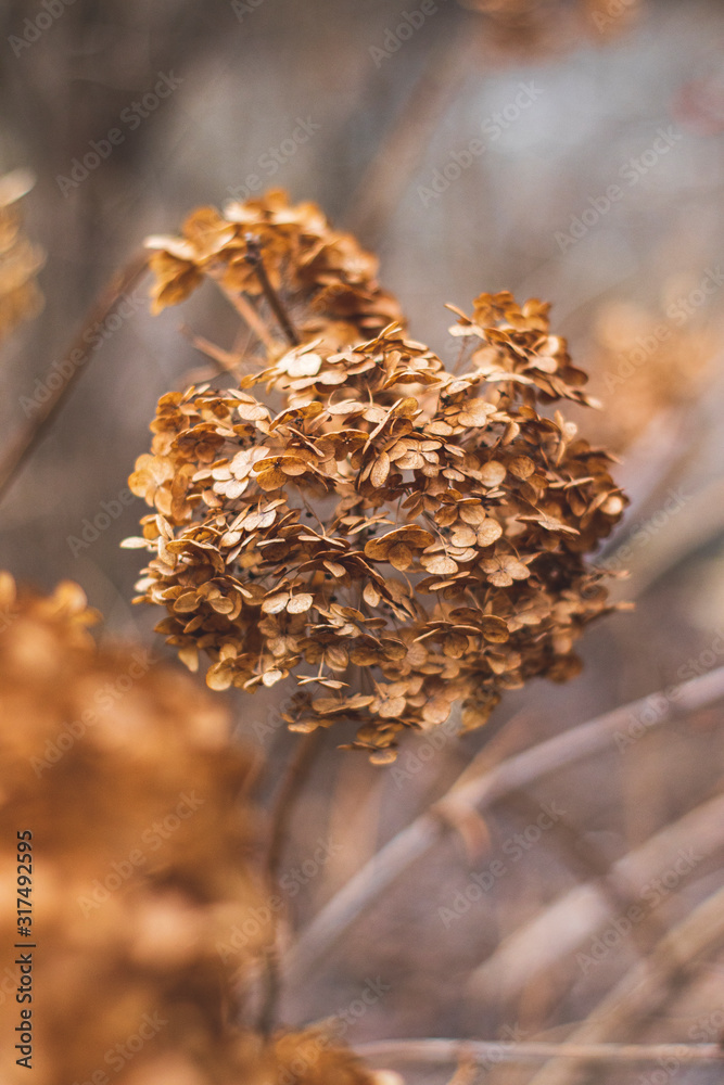 Fototapeta premium wild flowers on a background of blue sky