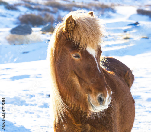 Portrait of Icelandic horse in winter
