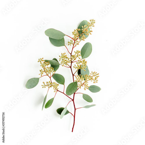 Green eucalyptus branch and leaves with fruits in the form of berries on white background. flat lay, top view. floral concept