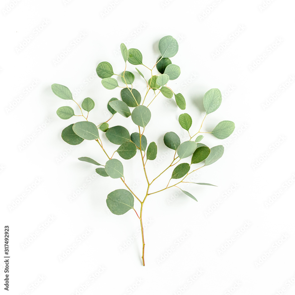 Obraz premium green branch eucalyptus on white background. flat lay, top view