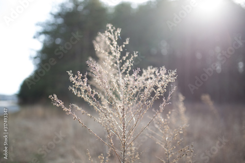 Beautiful tall plant in field in rural North Carolina with colorful bokeh