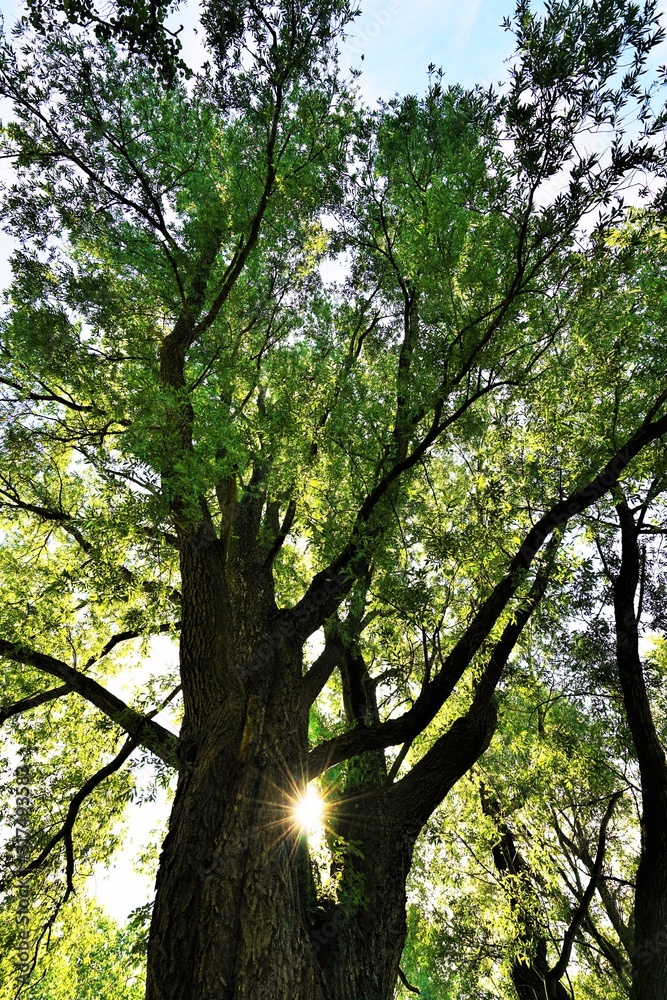 Fototapeta premium Rare giant tree under blue sky in summer