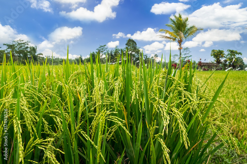 Green rice ears ripening on field surrounded by dense jungle under blue sky near Balinese village. Indonesia traditional agriculture