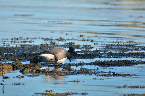 Brent geese on the sea at Plougrescant in Brittany. France