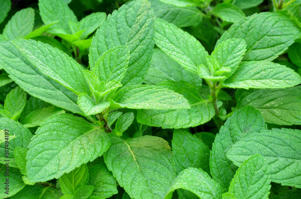 leaves pepper mint and background leaves pepper mint and background