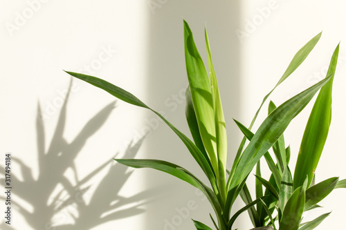 Yucca palm and shadows on a white wall