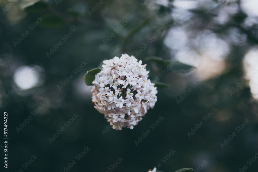 Obraz premium Beautiful spring flower with colorful bokeh