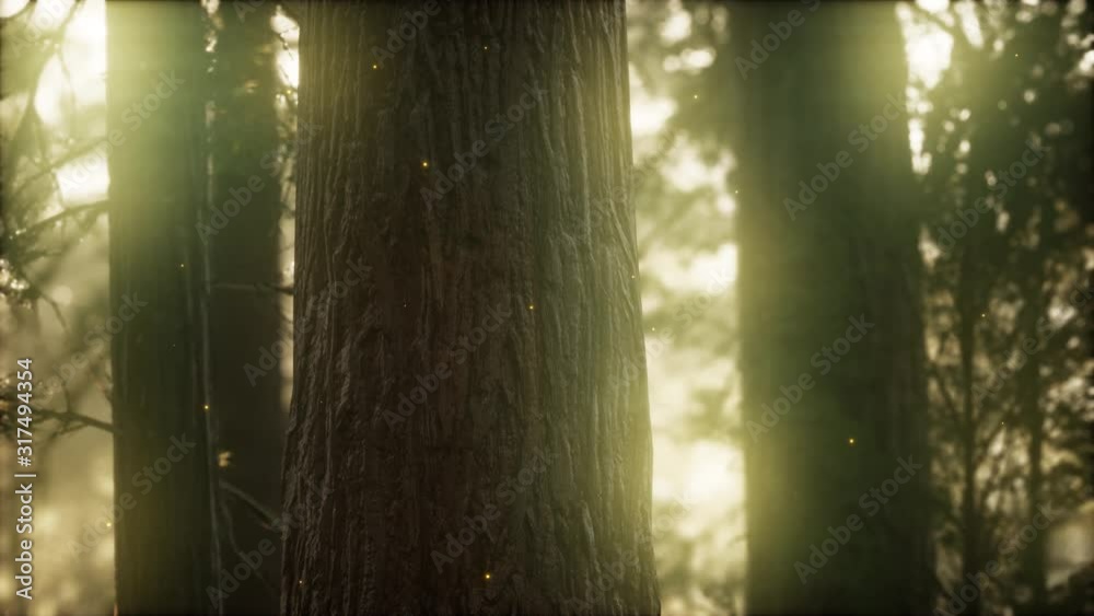 Wild pine forest. Moving between trees in beautiful sunny morning just after sunrise. Wild pine forest. Moving between trees in beautiful sunny morning just after sunrise.