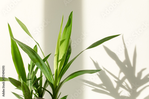 Yucca palm and shadows on a white wall