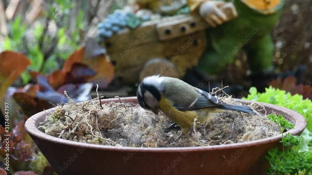 Blue tit (Cyanistes caeruleus) bird collecting dry moss, animal hair and twigs in tray as nest building material for nesting garden birds in spring