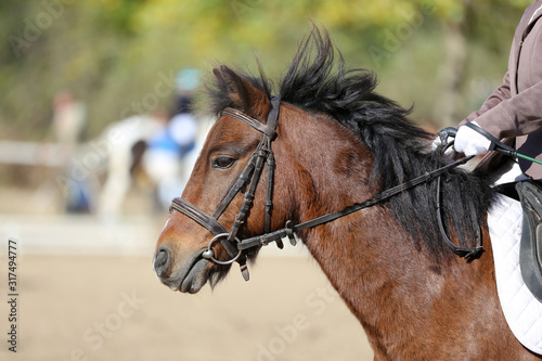 Beautiful expressive horse portrait of a sporting horse