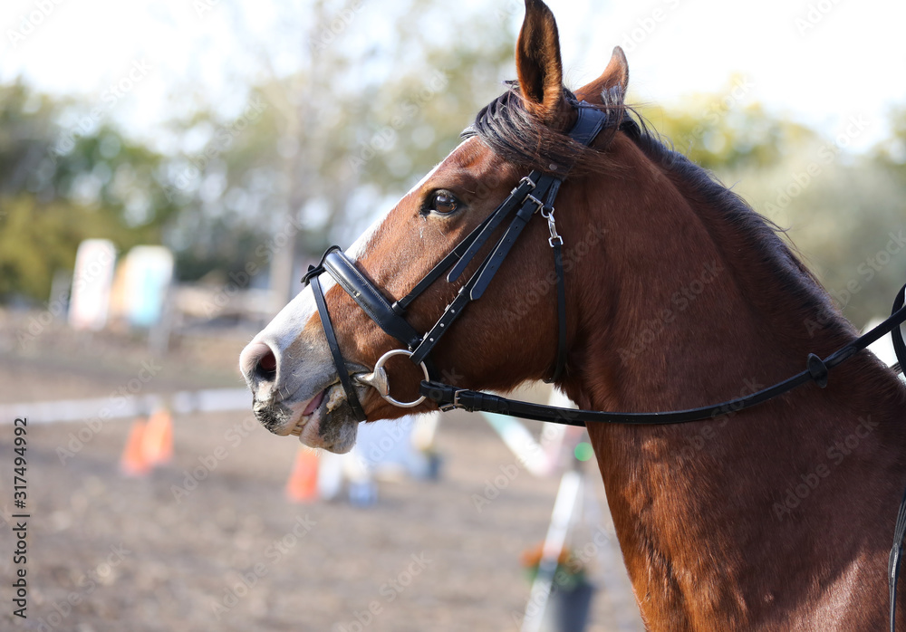 Head shot profile of a show jumper horse  on natural background