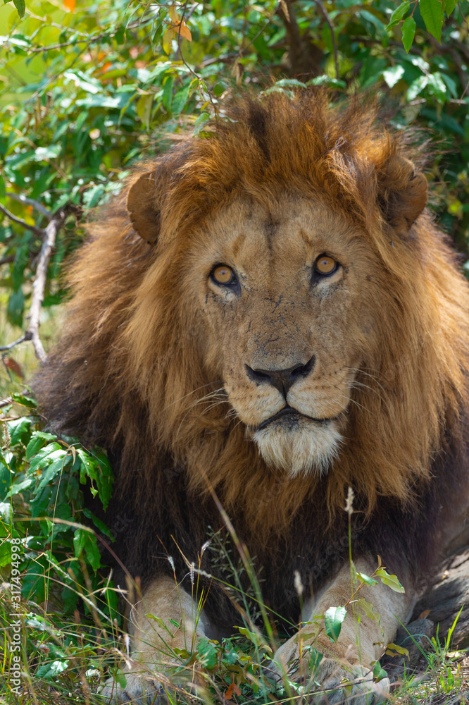 Male Lion Great Caesar from Notches seen near Mara River, Masai Mara, Kenya, Africa Male Lion Great Caesar from Notches seen near Mara River, Masai Mara, Kenya, Africa